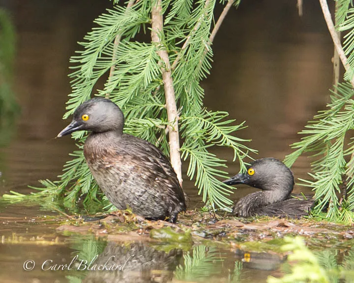 Least Grebe pair at nest, Texas