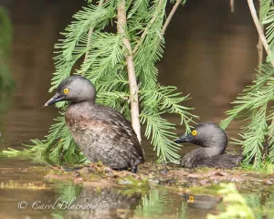 Least Grebe pair at nest, Texas